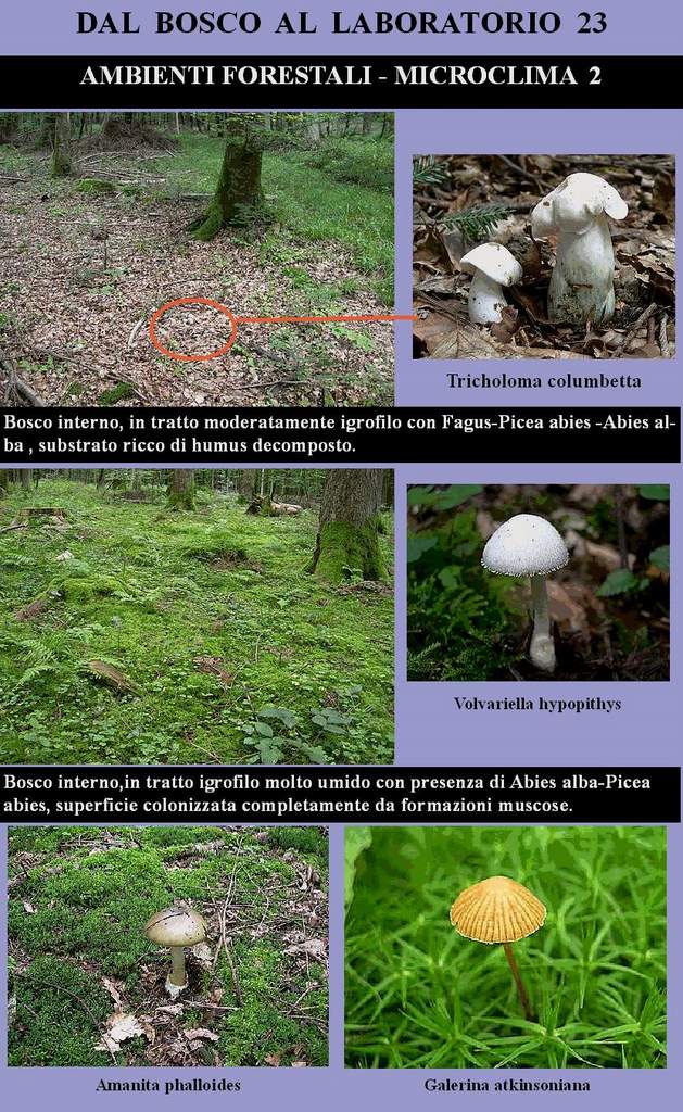 Dal Bosco al Laboratorio